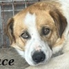 Bruce R Valcea